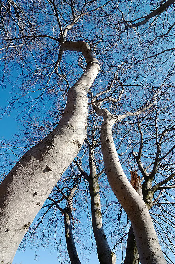 Similar – Image, Stock Photo points system Tree Clouds