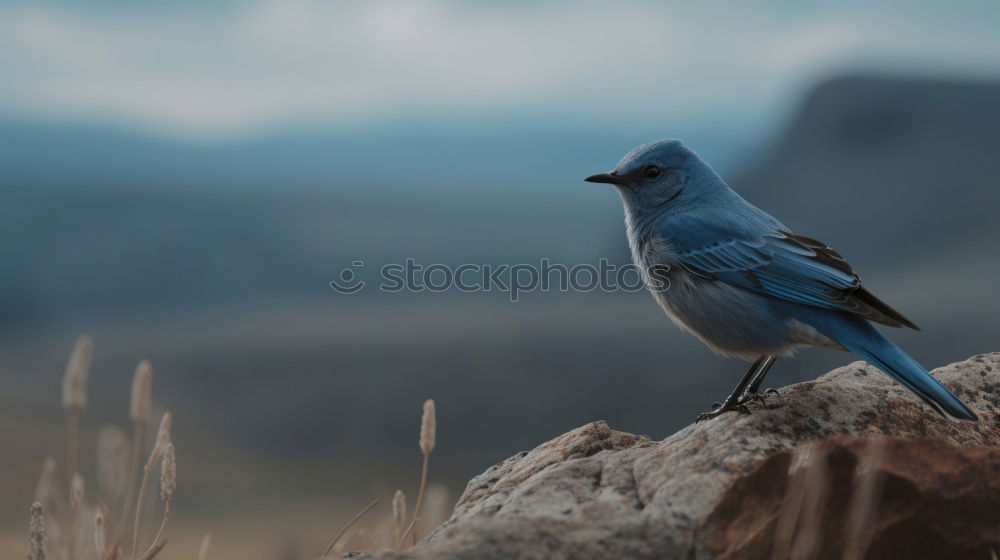 Similar – Image, Stock Photo Dove of the Kasbah