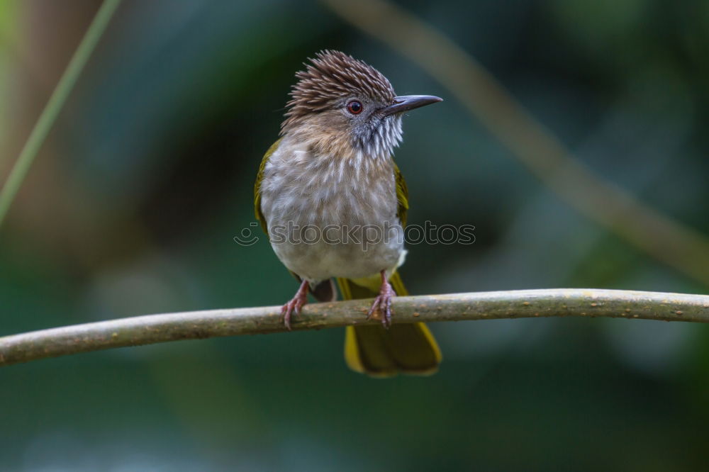 Similar – Luscinia luscinia Sänger