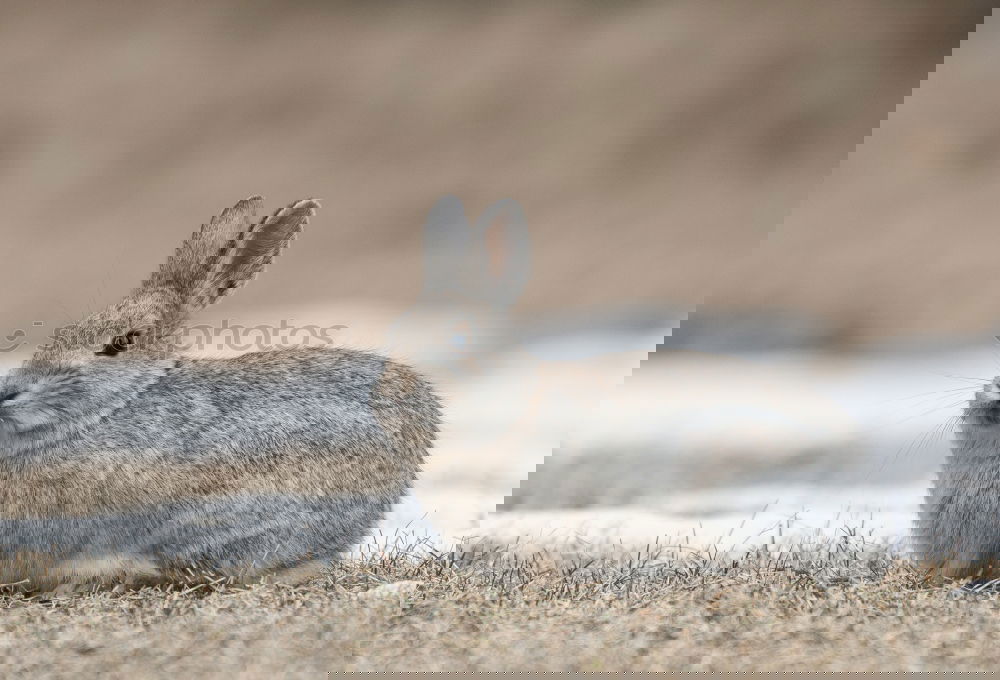 Similar – Image, Stock Photo wait wait wait Easter