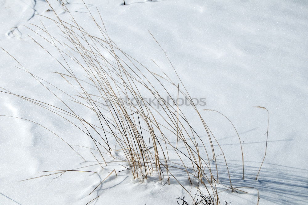 Similar – Gestrüpp Strand Sommer