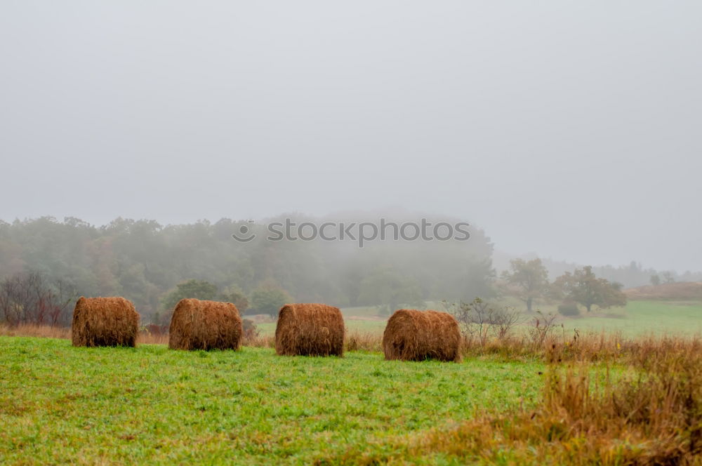 Similar – Image, Stock Photo on the field. Harmonious