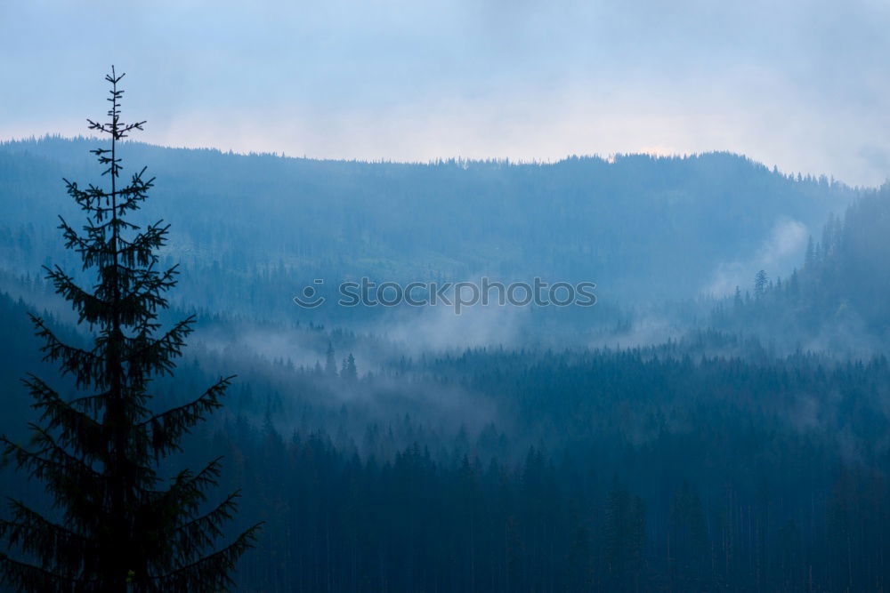 Similar – Foto Bild Aus dem Nebel… Wald