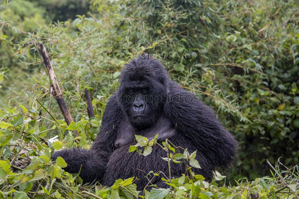 Similar – A gorilla eats leaves in the Impenetrable Forest