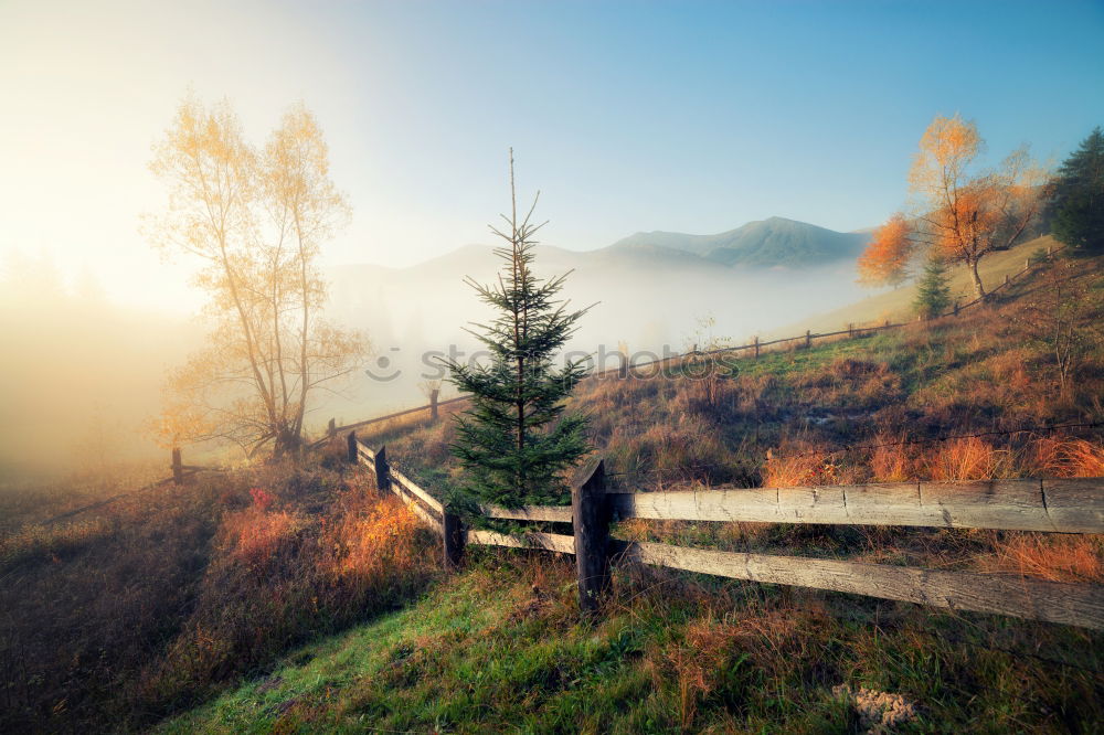 Similar – Lone tree in Carpathian autumn mountains