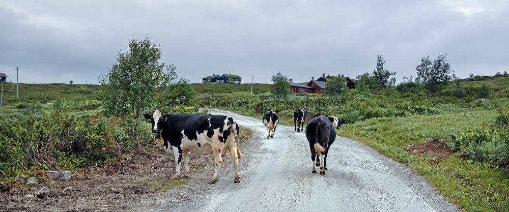 Similar – Image, Stock Photo Pitztal young cattle