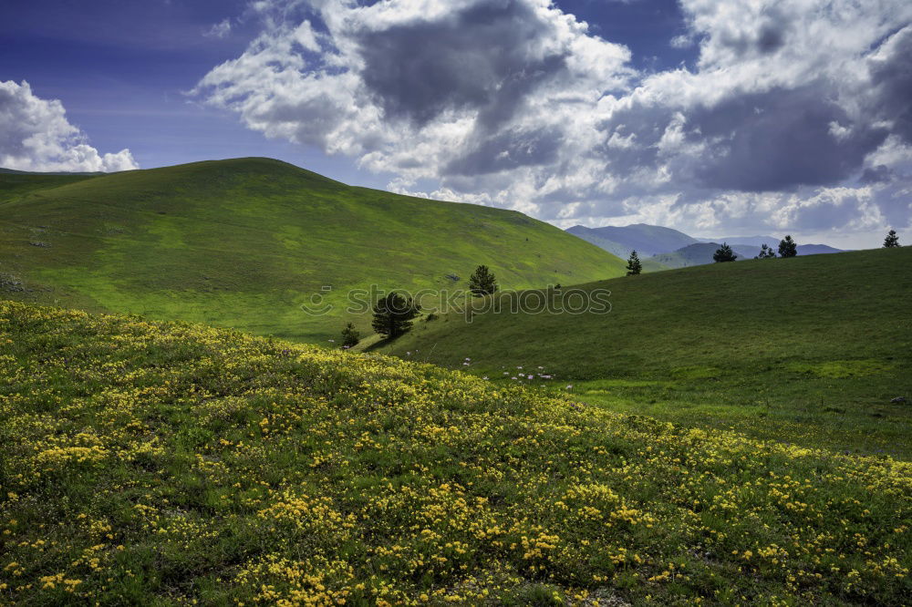 Similar – Image, Stock Photo Fruit plantation in spring