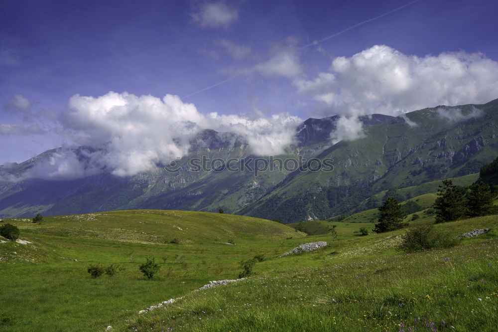 Similar – pilatus Sommer Wald fahren