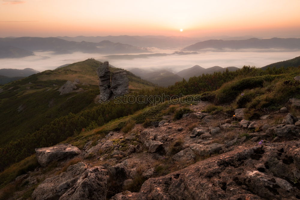 Similar – Image, Stock Photo Palatinate Forest