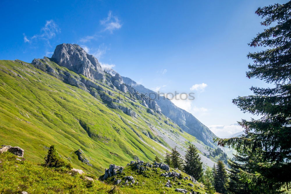 Similar – pilatus Sommer Wald fahren