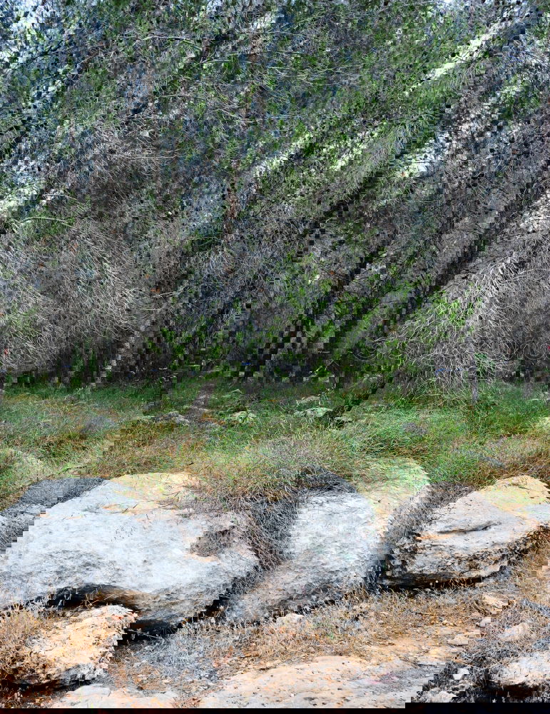 Similar – Image, Stock Photo under the pines Summer