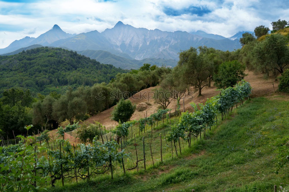 Similar – Image, Stock Photo Vine Panorama in the Ortenau near Oberkirch, Black Forest