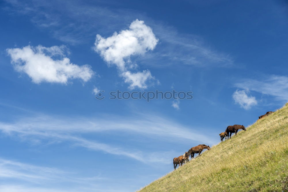 Similar – Three cows and a sky that turns blue