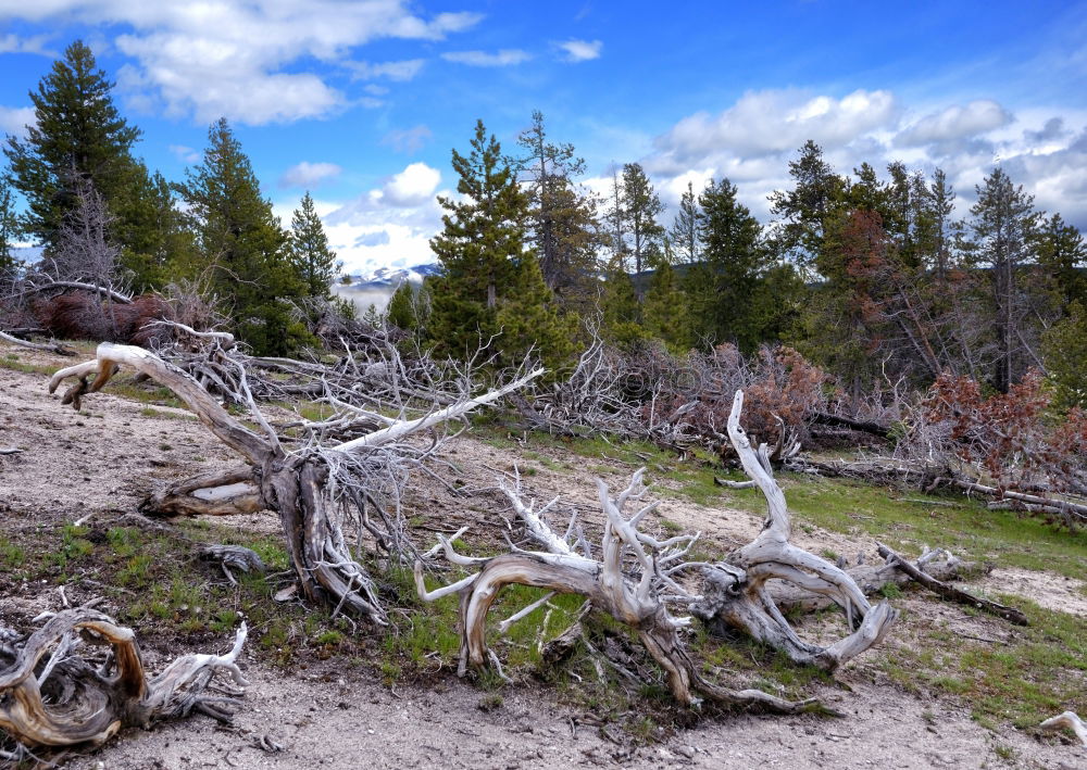 Similar – Image, Stock Photo tree root