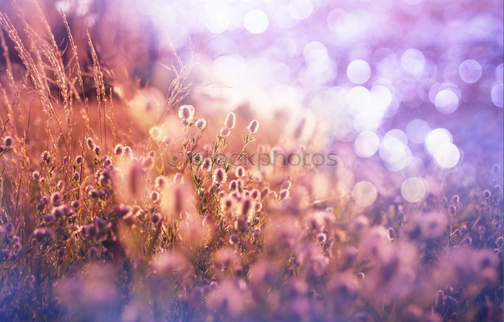 Similar – Image, Stock Photo gold Nature Plant Rain