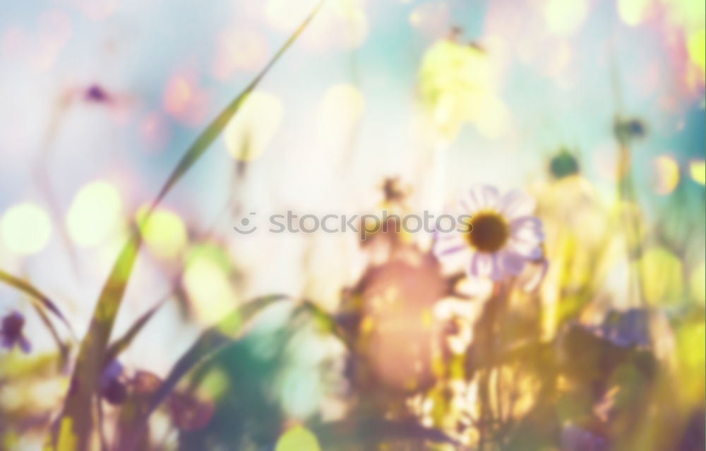 Similar – Happy young black woman surrounded by flowers