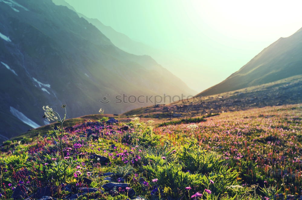 Similar – Image, Stock Photo Mount Rainier Wildflowers