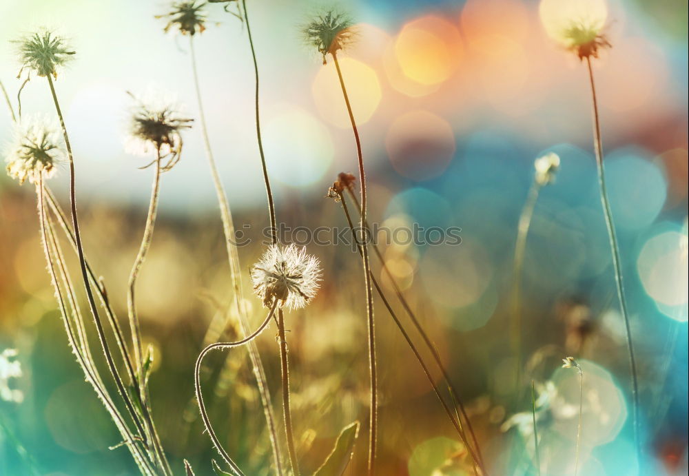 Image, Stock Photo Grasland Grass