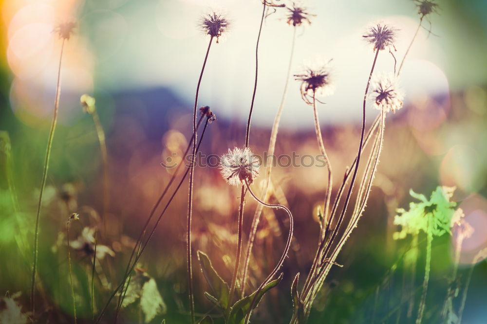 Similar – Marguerites in the field