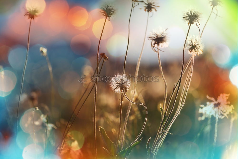 Similar – Image, Stock Photo Man, it’s cold! Blossom