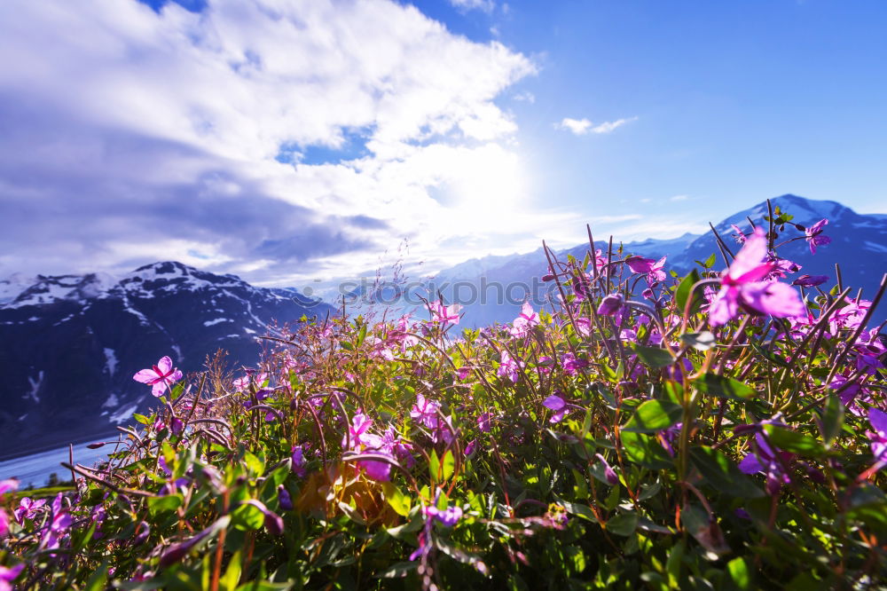 Similar – Image, Stock Photo Mount Rainier Wildflowers