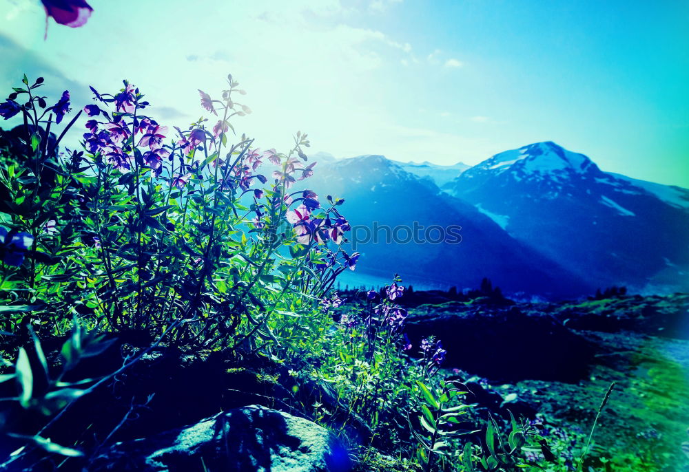 Similar – Image, Stock Photo Swiss Mountain Environment