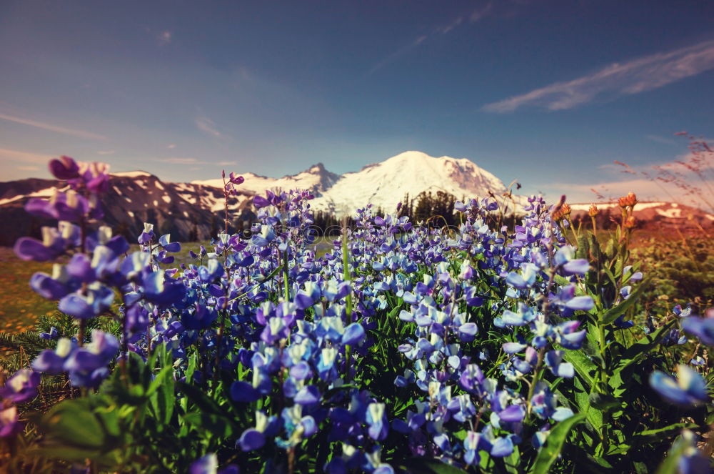 Lupine Fields Environment