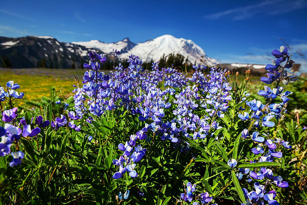 Similar – Image, Stock Photo Iceland