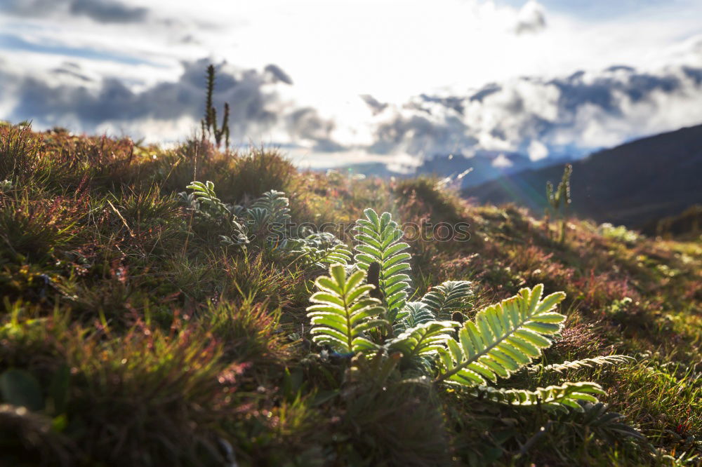 Similar – Image, Stock Photo Autumn Hiking