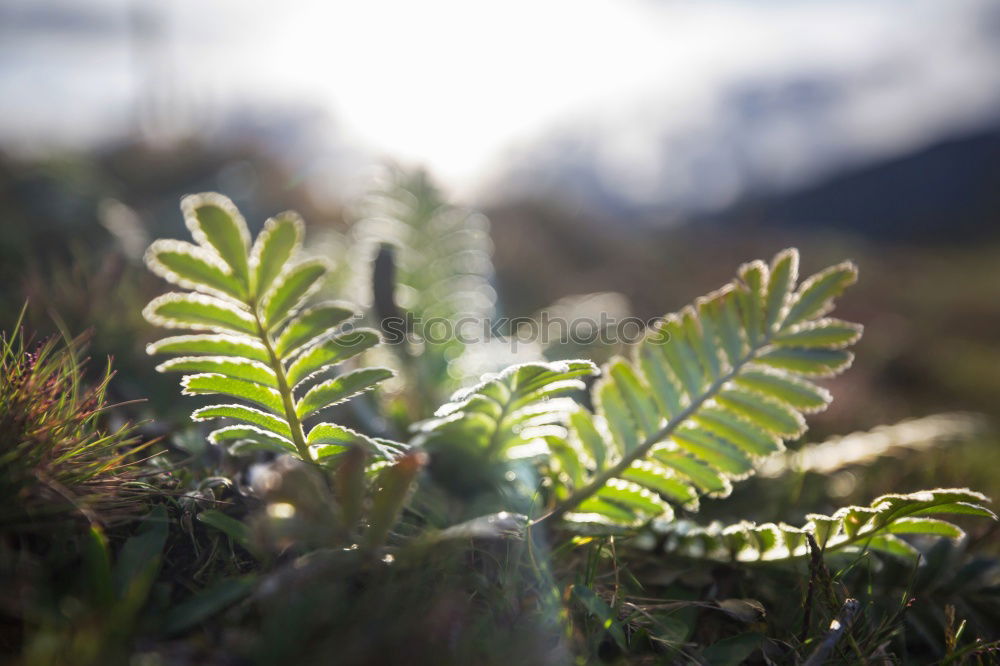 Similar – Image, Stock Photo edelweiss Mountain Hiking