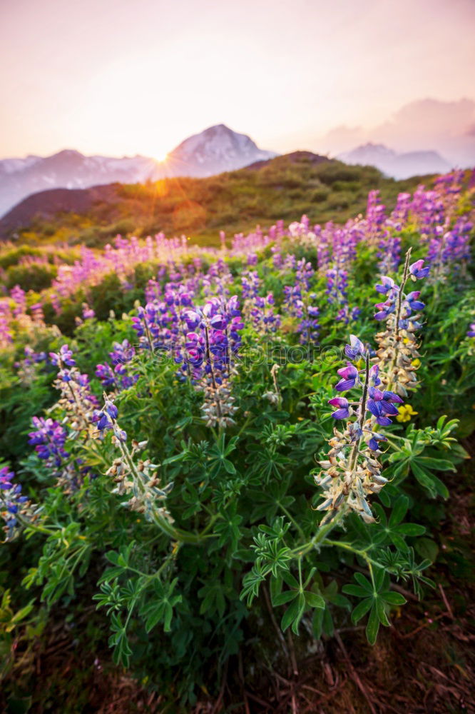 Similar – Image, Stock Photo Lupinen Overdose (Iceland)