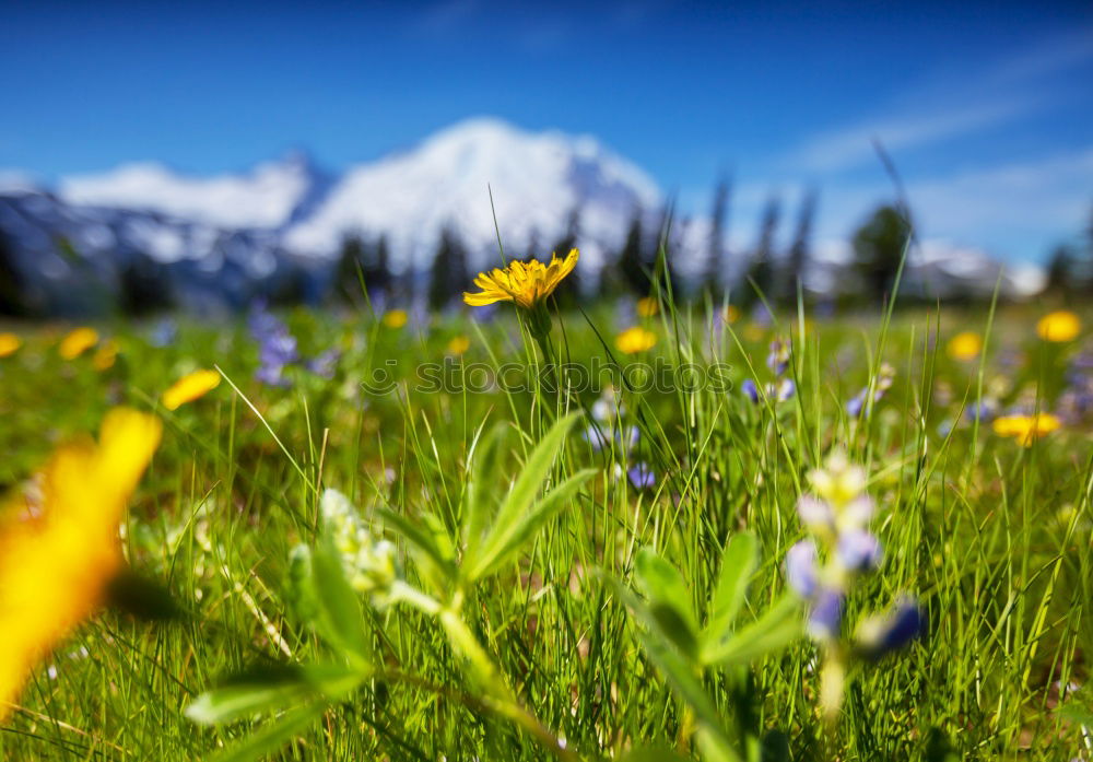 Similar – Crocus blooms in the foreground, behind it a mountain range