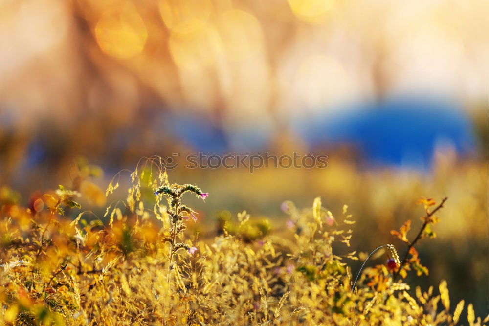 Similar – Foto Bild Sommer Landwirtschaft