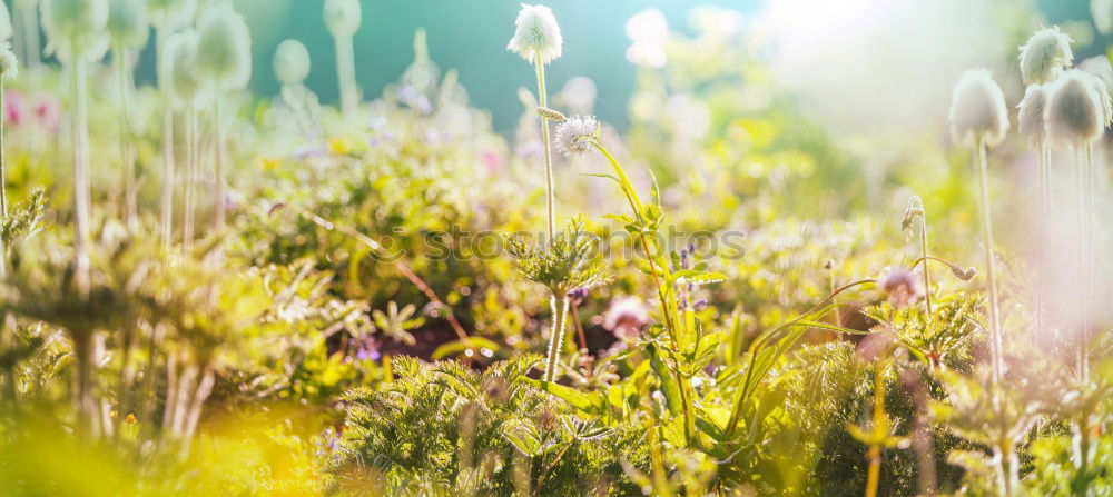 Similar – Image, Stock Photo willow cat Environment