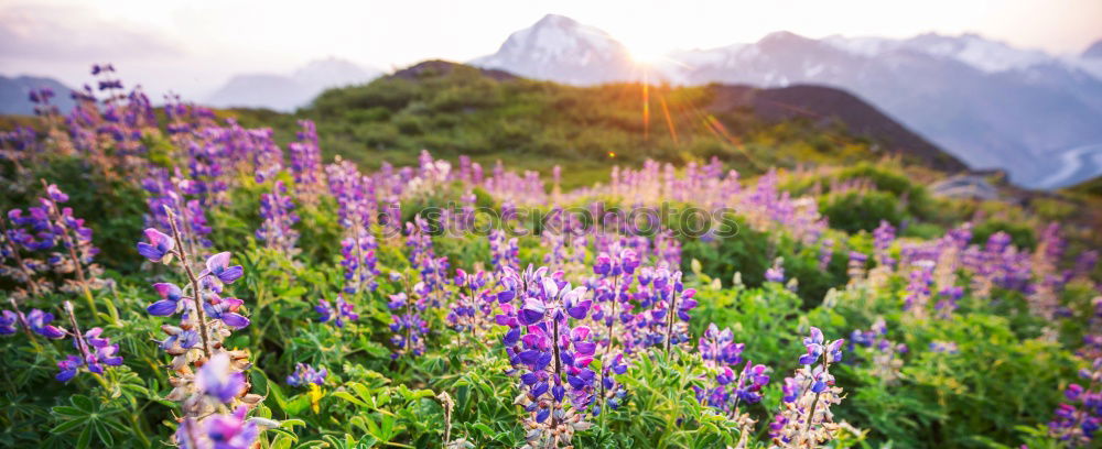 Similar – Image, Stock Photo Mount Rainier Wildflowers