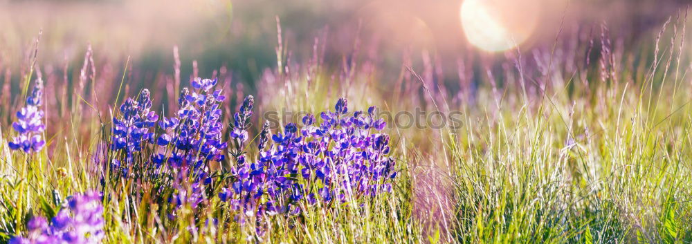 Similar – Image, Stock Photo Lavender Dream Environment