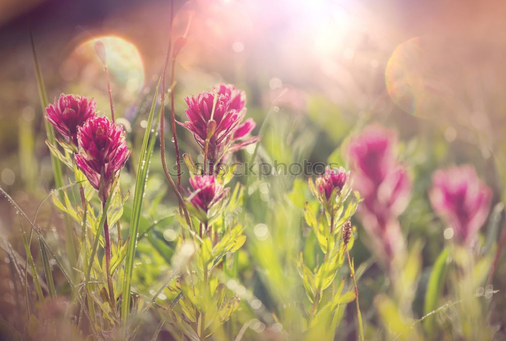 Similar – Image, Stock Photo Summer Garden Banner with Peonies, Roses and Sage