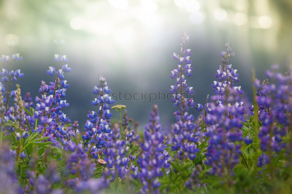 Similar – Wolf in purple II Plant