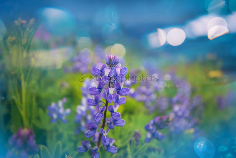 Similar – Wolf in purple II Plant