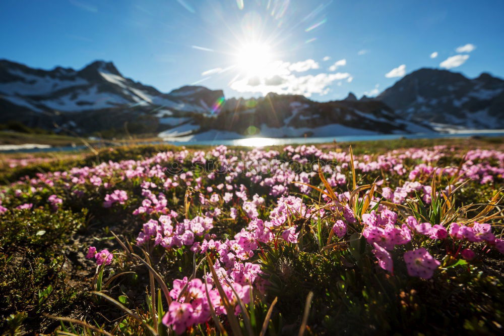 Similar – Crocus blooms in the foreground, behind it a mountain range