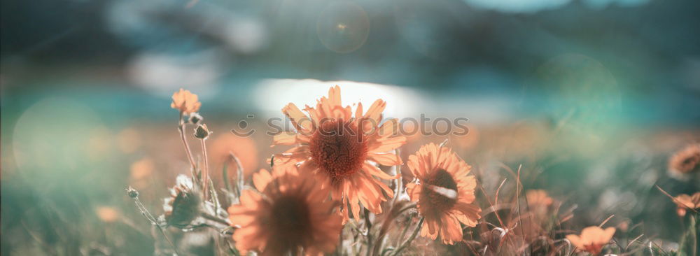 Similar – Image, Stock Photo Poppies on summer meadow