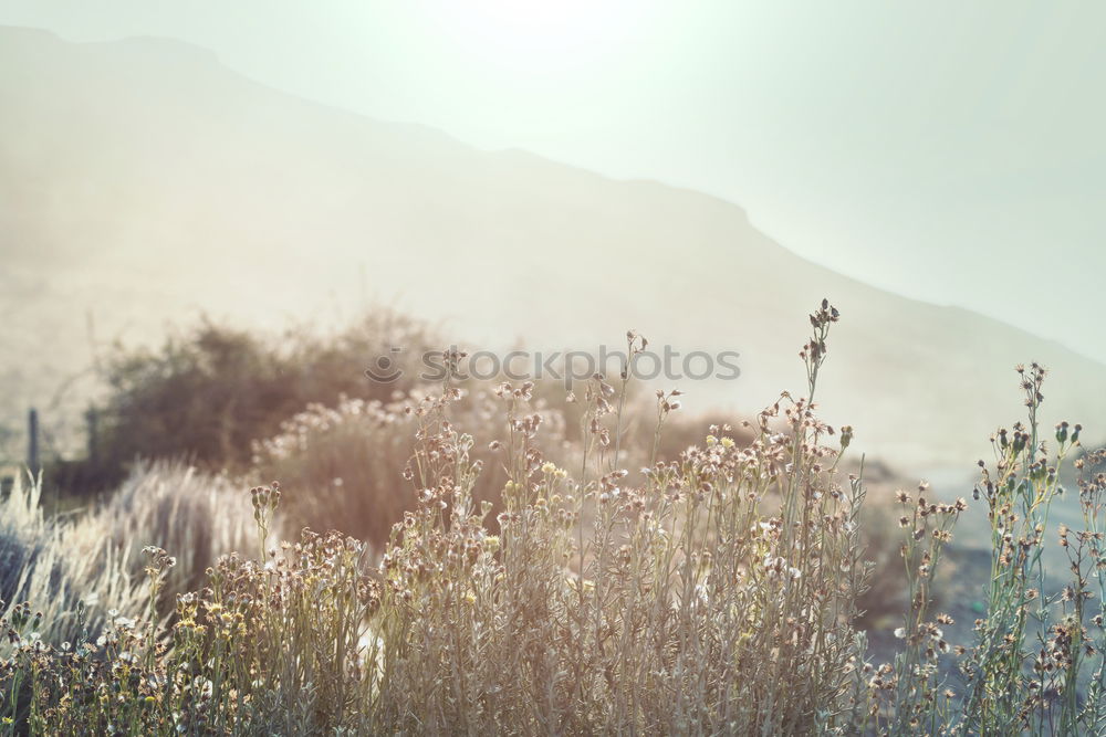 Similar – Image, Stock Photo Venice Beach I California