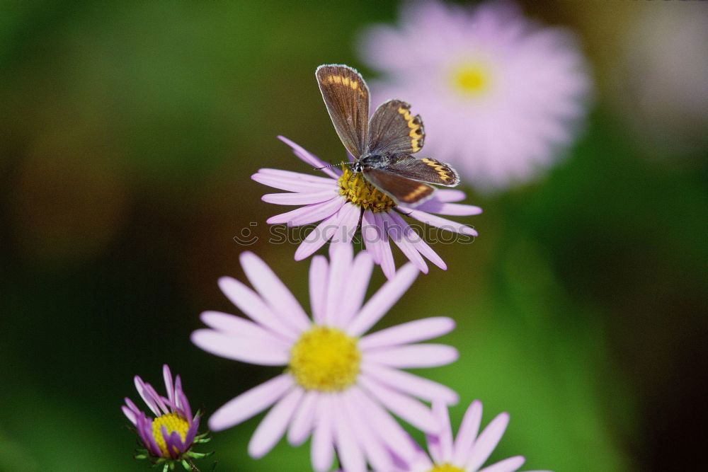 Similar – Image, Stock Photo just another fly