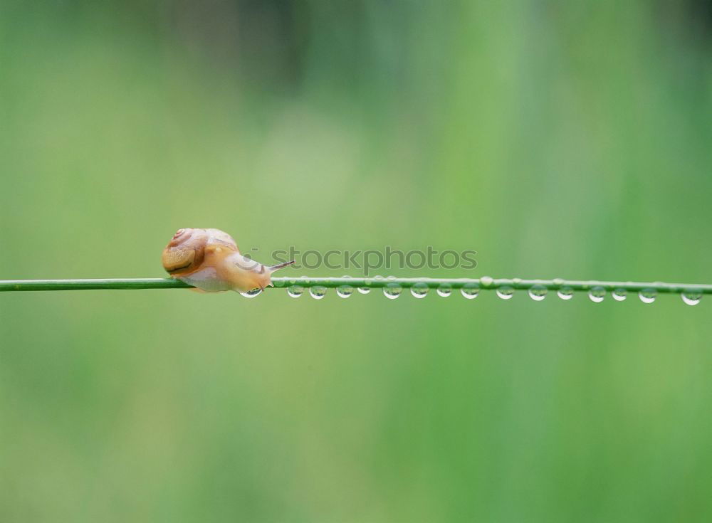 Similar – Foto Bild Kleiner Wurm träumt von der Weite.