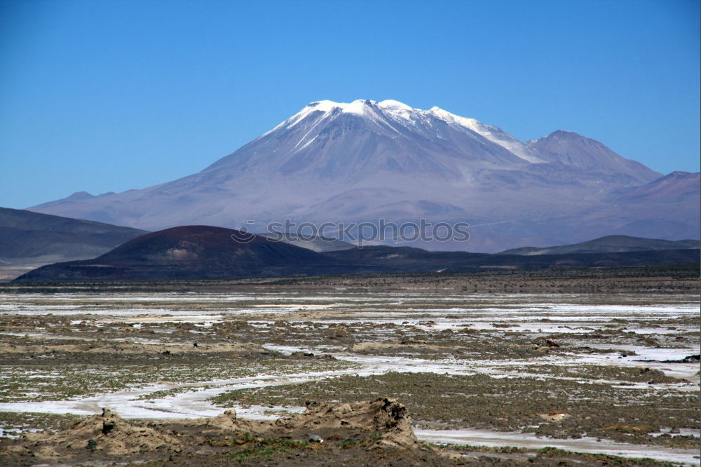 Wild horses in front of the Cotopaxi volcano in Ecuador