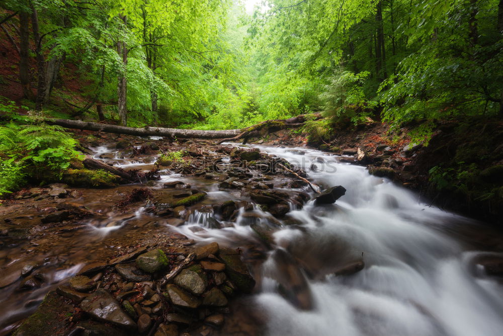 Similar – Romantic bridge in the forest