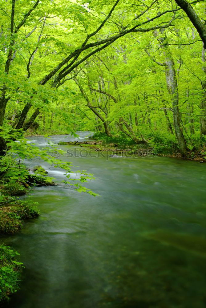 Similar – Image, Stock Photo Landscape in the Spreewald near Lübbenau