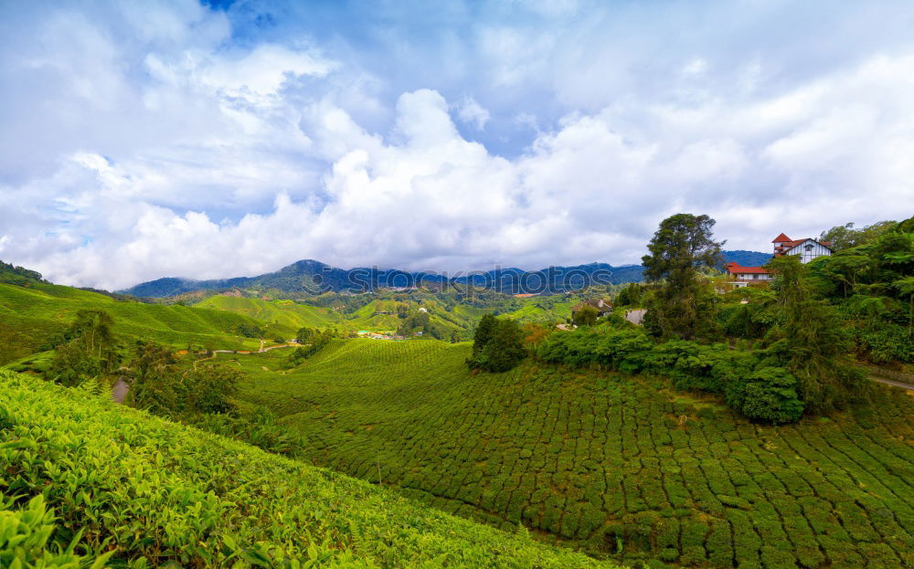 Similar – Image, Stock Photo a little tea for the cold