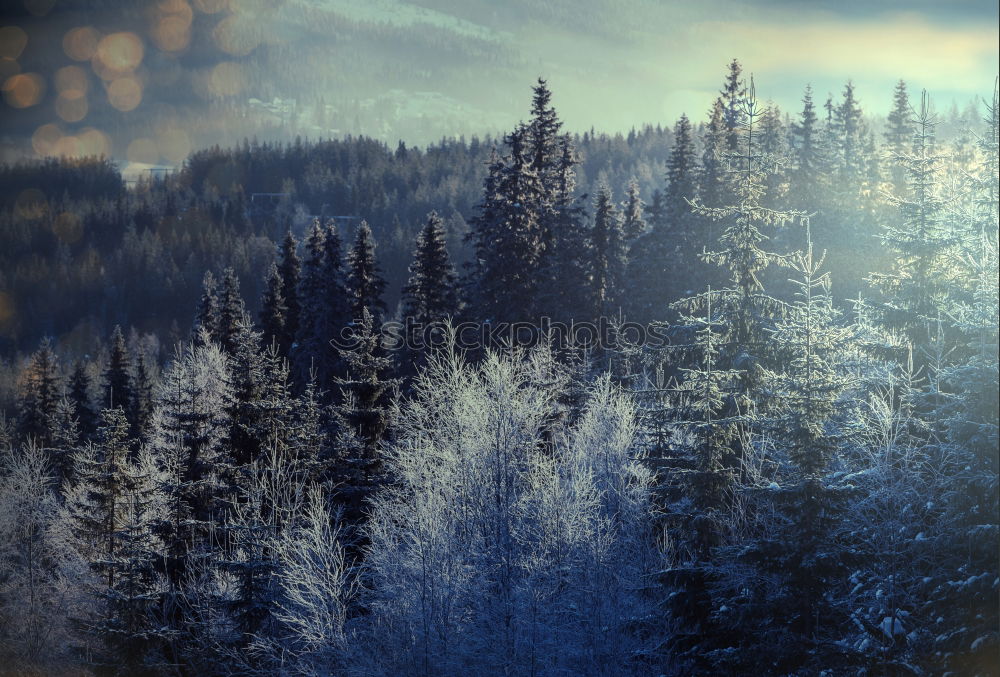 Similar – Ice cold the trees above look frozen with some sunshine.