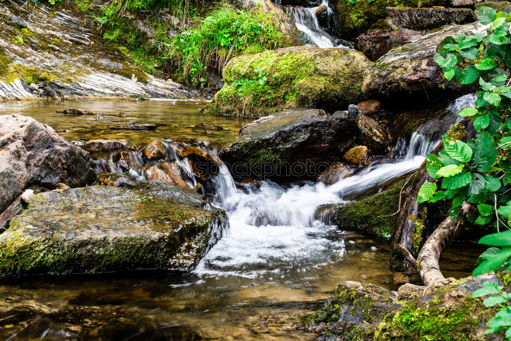 Similar – Image, Stock Photo Small stream in New Zealand’s rainforests II